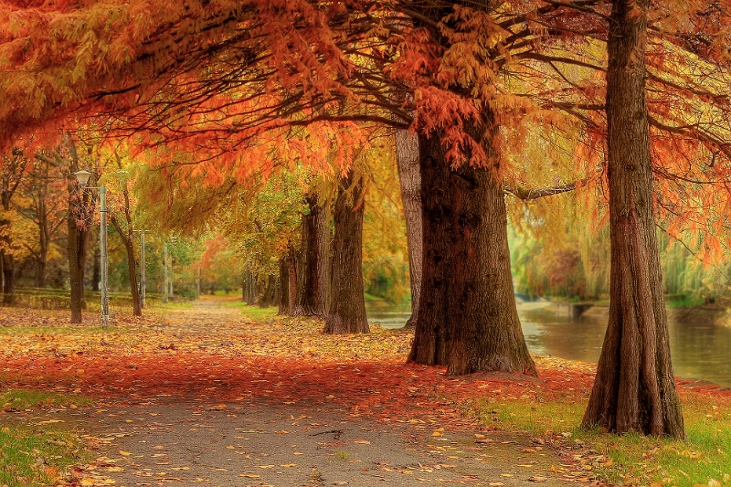 Gabriel Bușe - Simfonie de toamnă.jpg